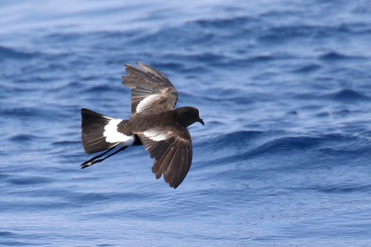 Wilson's Storm-Petrel - ML620726058