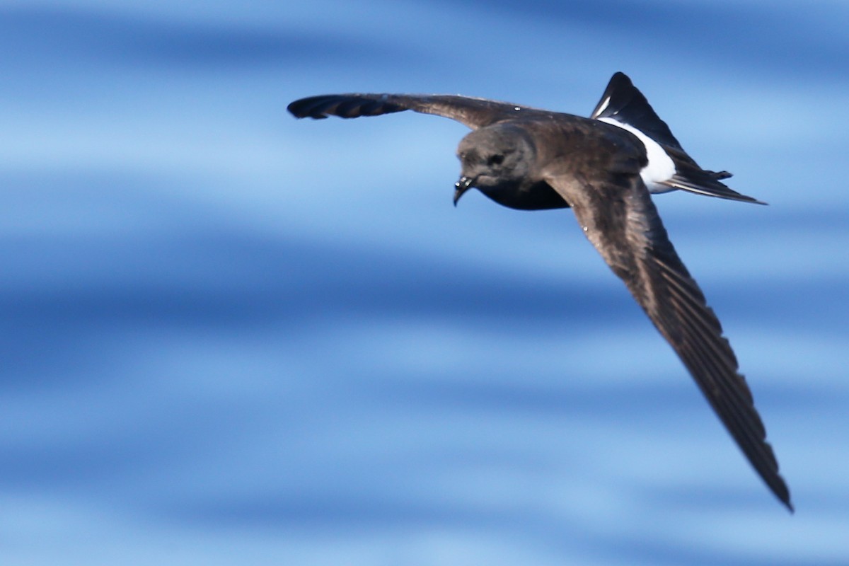 Wilson's Storm-Petrel - ML620726059