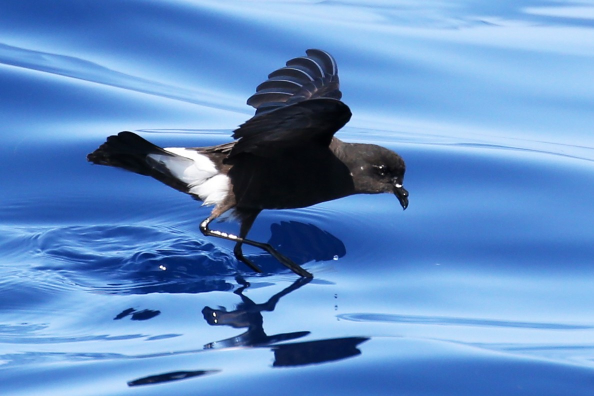 Wilson's Storm-Petrel - ML620726060