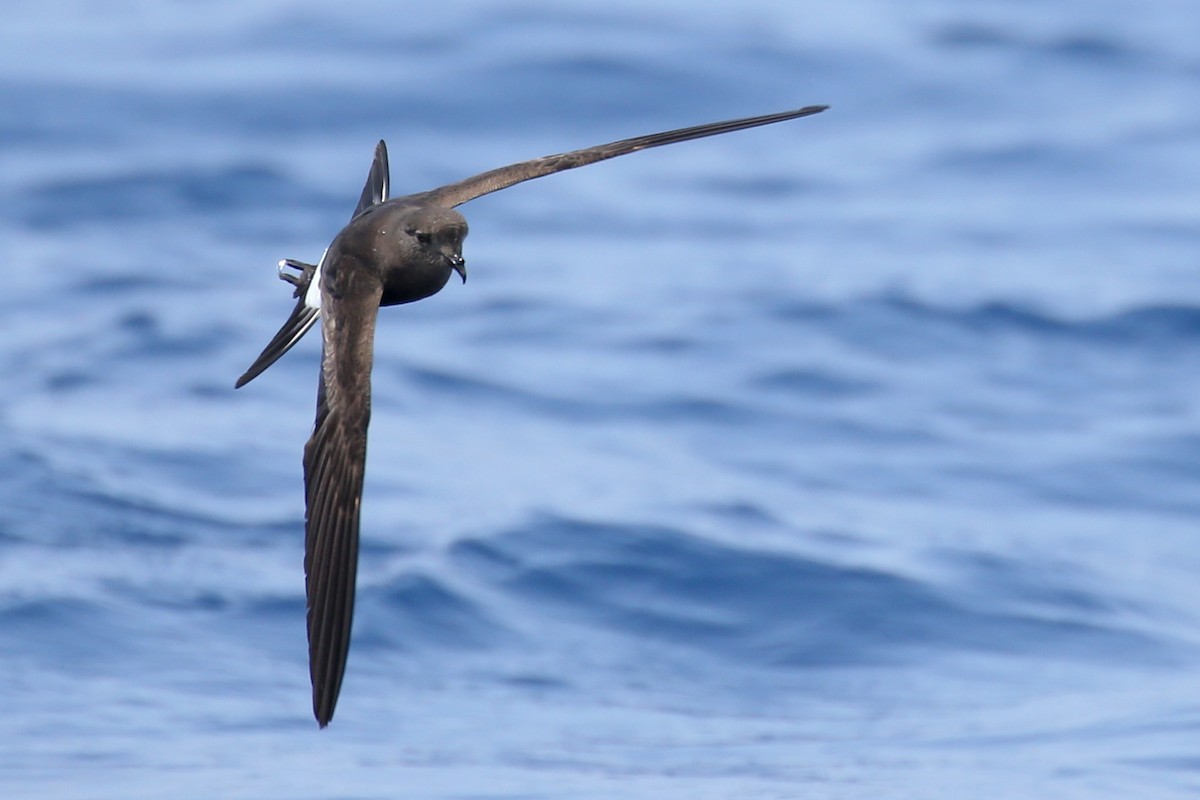 Wilson's Storm-Petrel - ML620726061