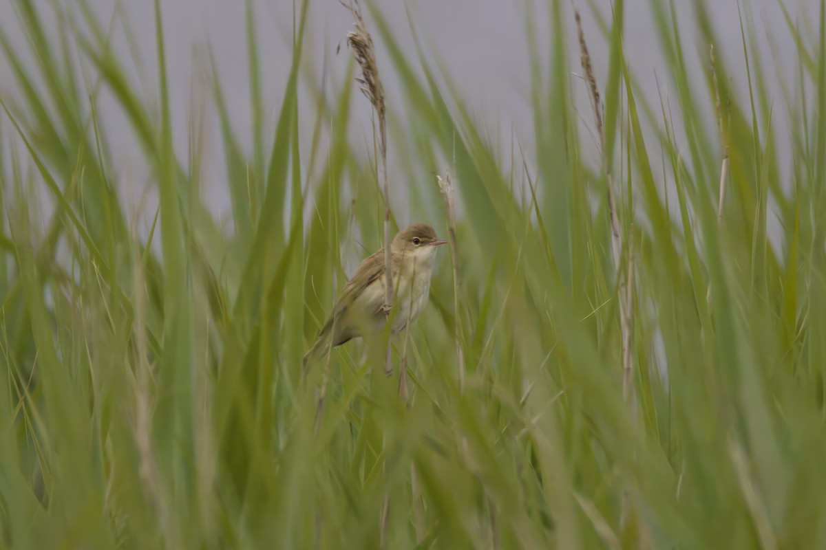 Common Reed Warbler - ML620726064