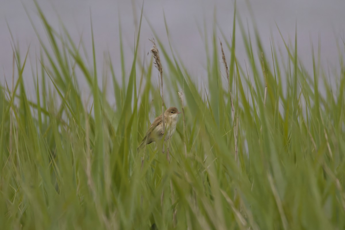 Common Reed Warbler - ML620726065