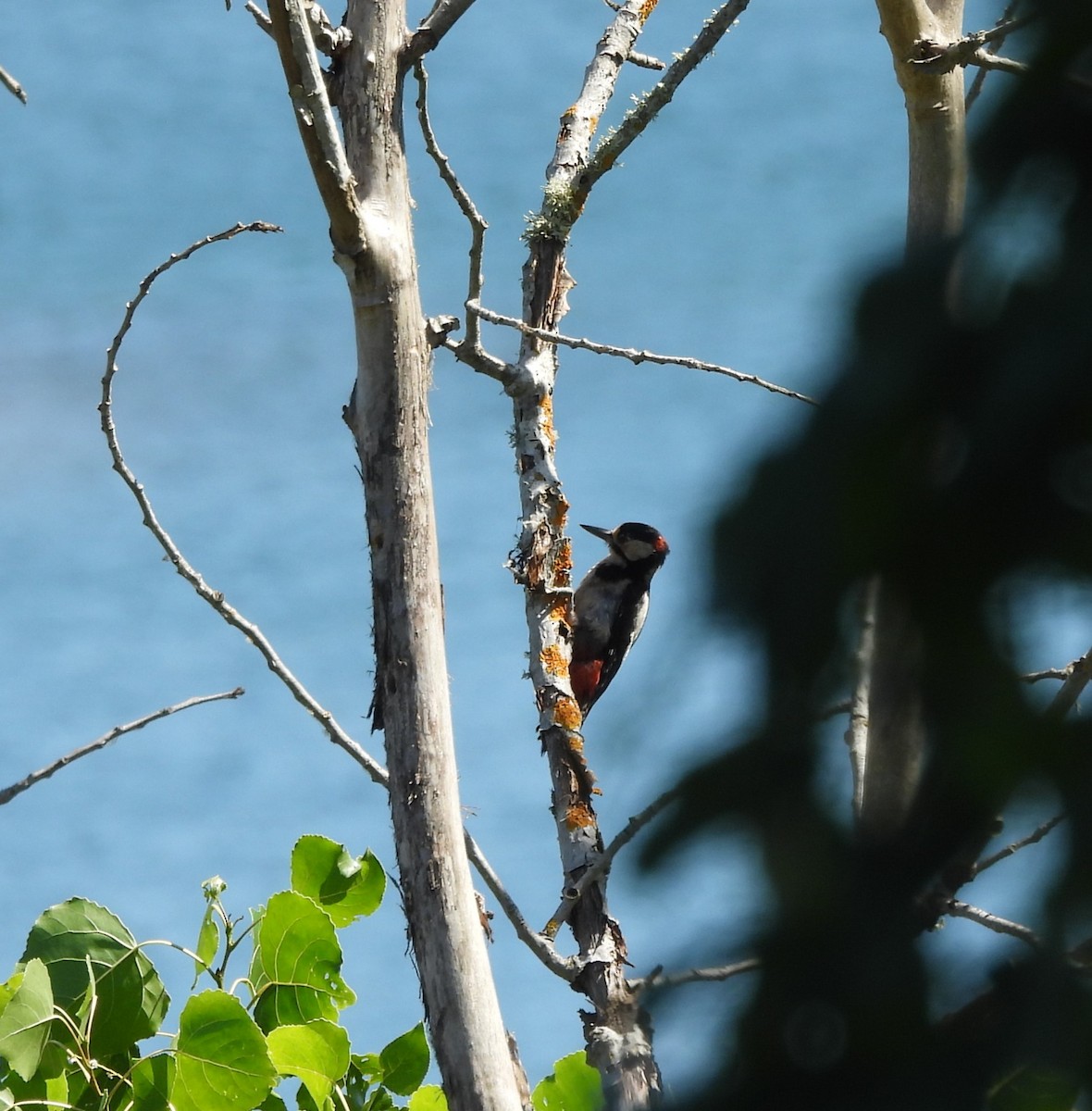 Great Spotted Woodpecker - ML620726067