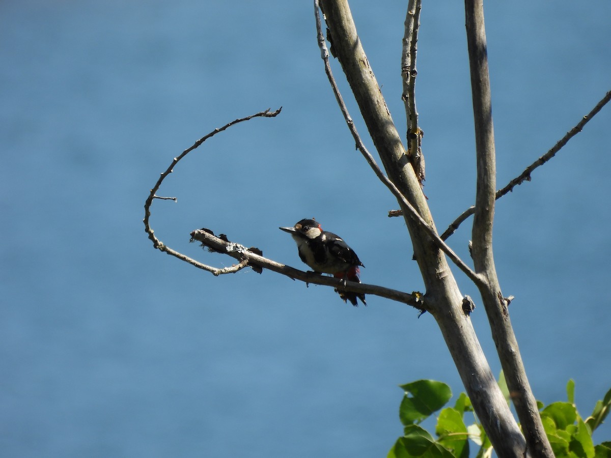 Great Spotted Woodpecker - ML620726077