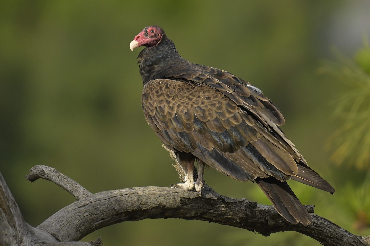 Turkey Vulture - ML620726079