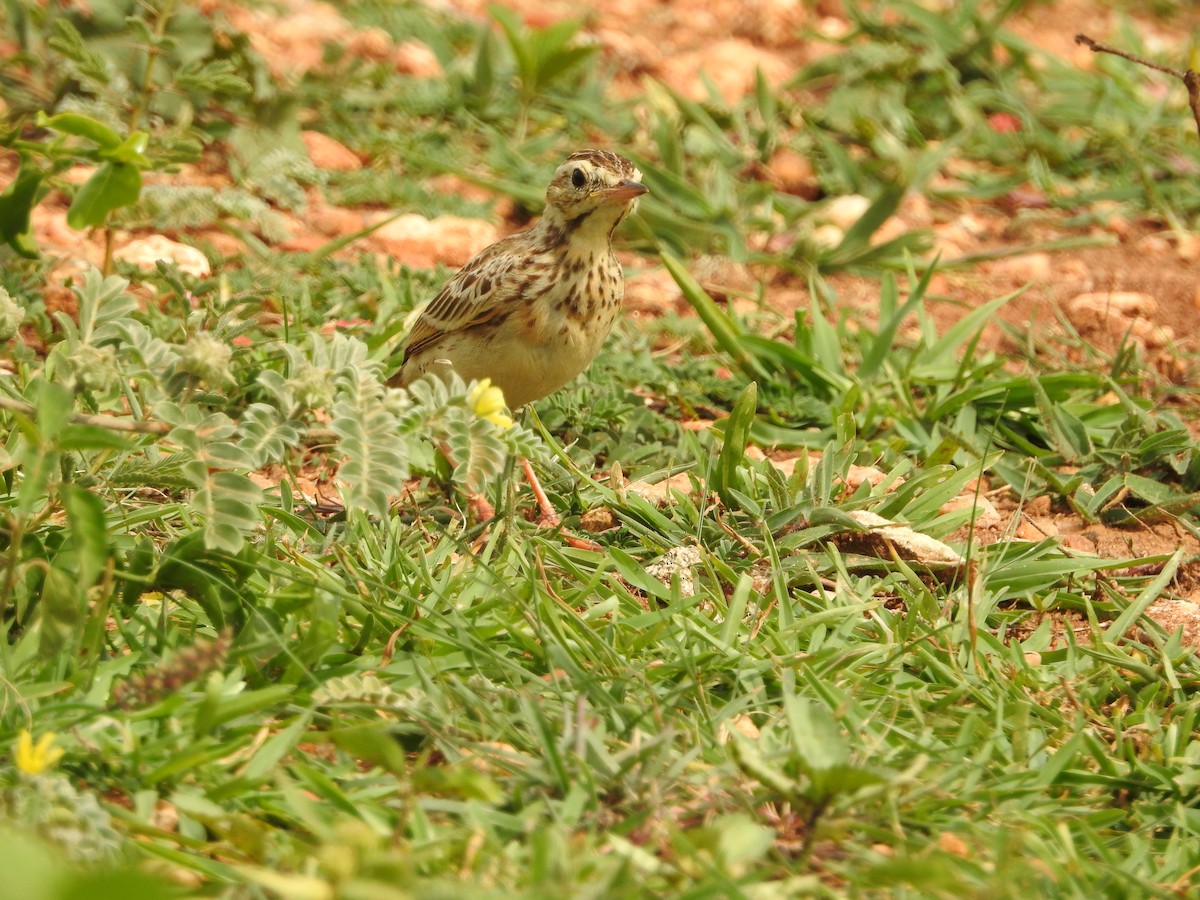 Paddyfield Pipit - ML620726086