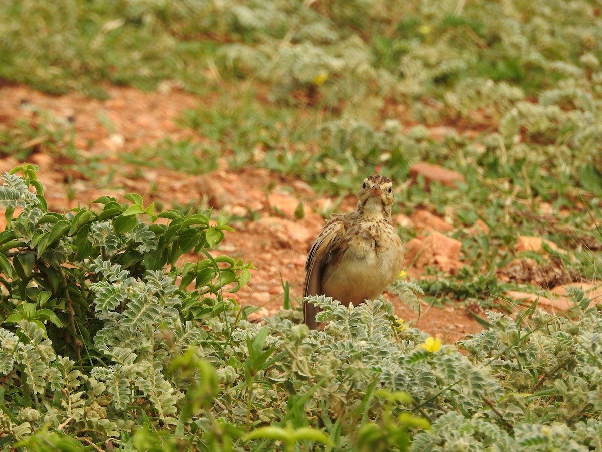 Paddyfield Pipit - ML620726087