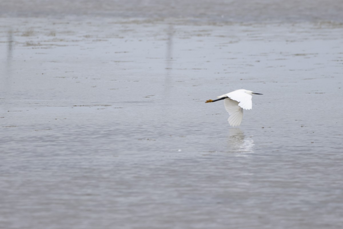 Little Egret - ML620726088