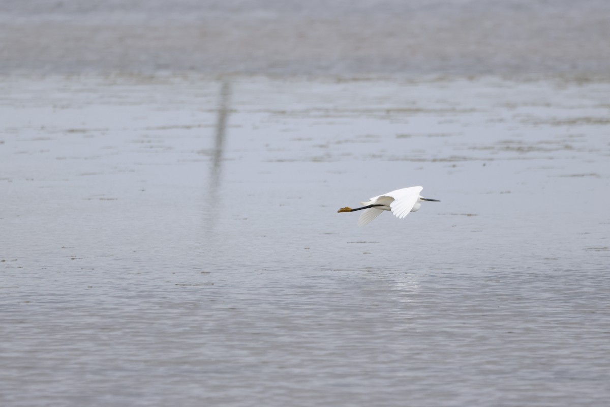 Little Egret - ML620726090