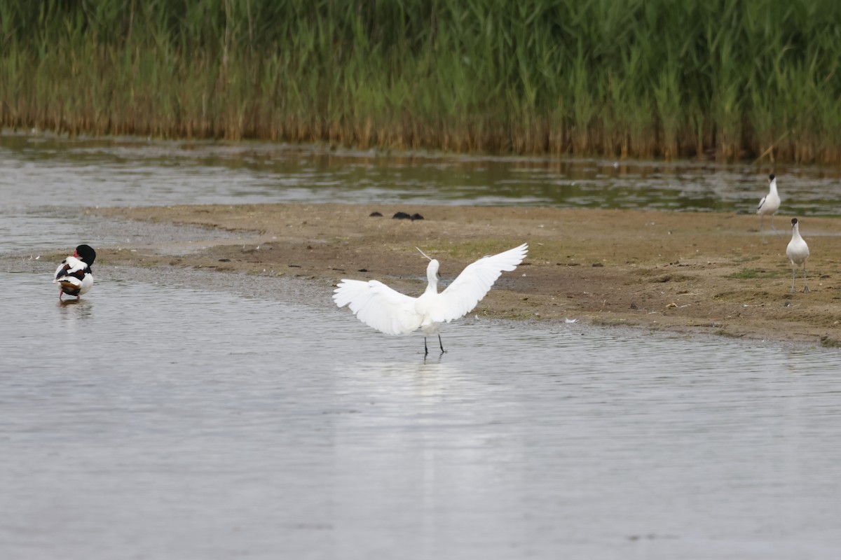 小白鷺 - ML620726091