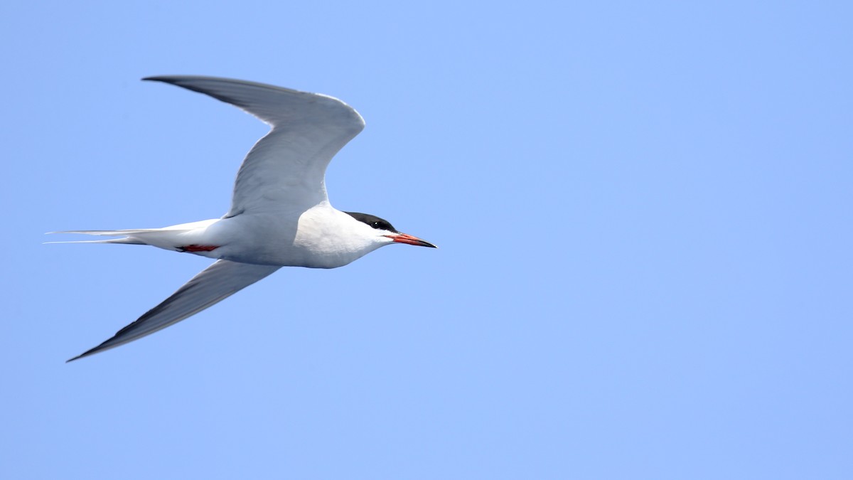 Common Tern - ML620726101