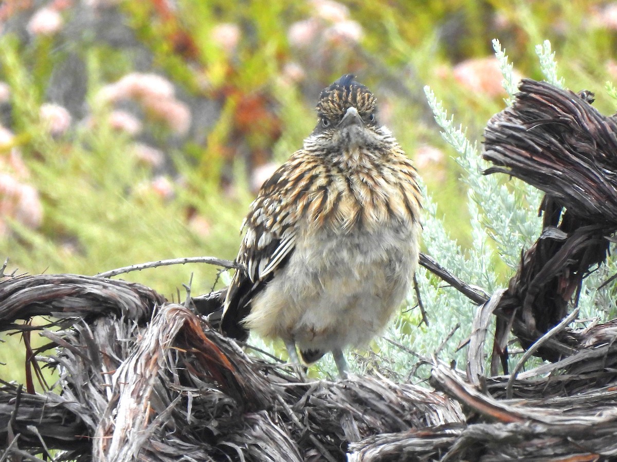 Greater Roadrunner - ML620726107