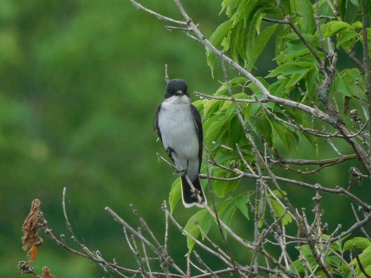 Eastern Kingbird - ML620726110