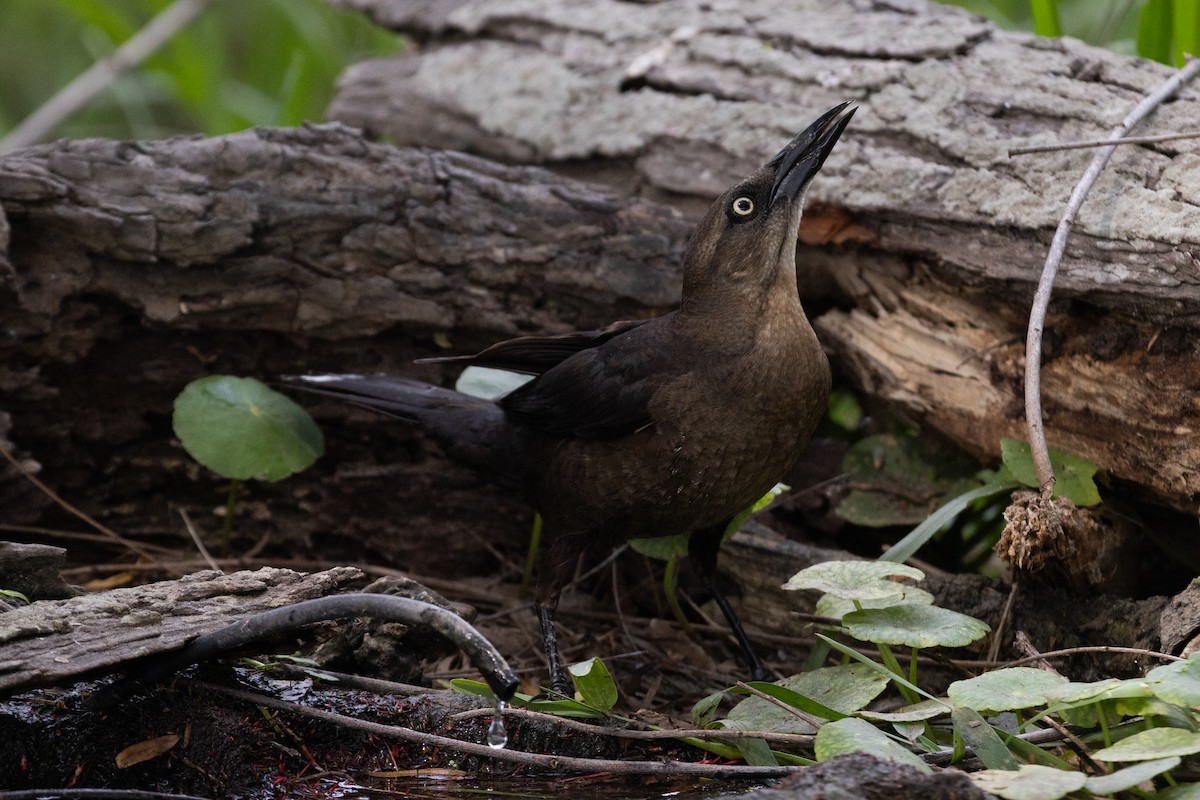 Great-tailed Grackle - ML620726127