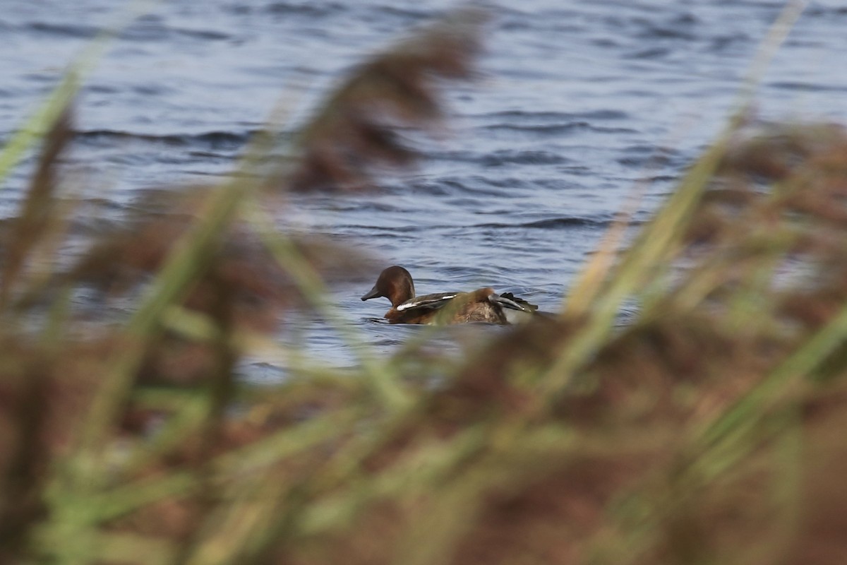 Ferruginous Duck - ML620726137