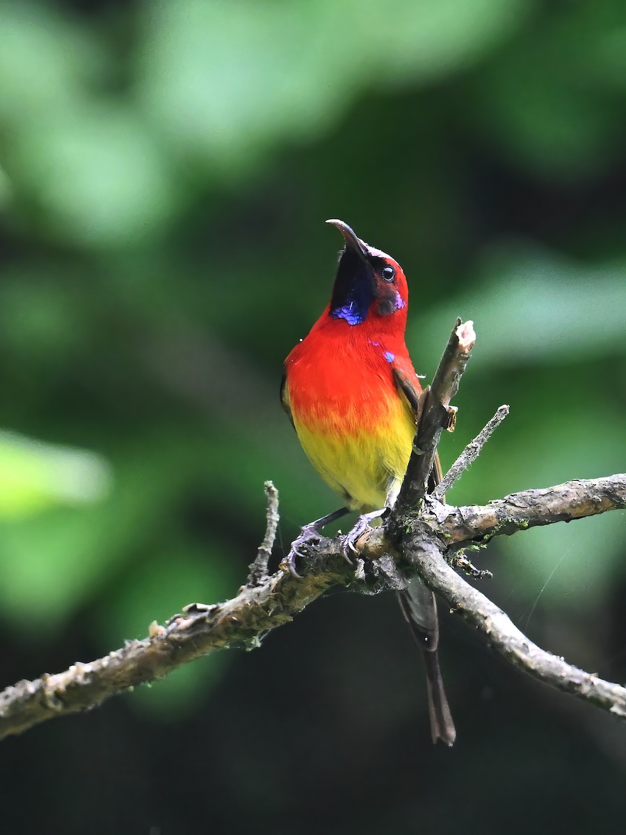 Mrs. Gould's Sunbird (Scarlet-breasted) - ML620726138