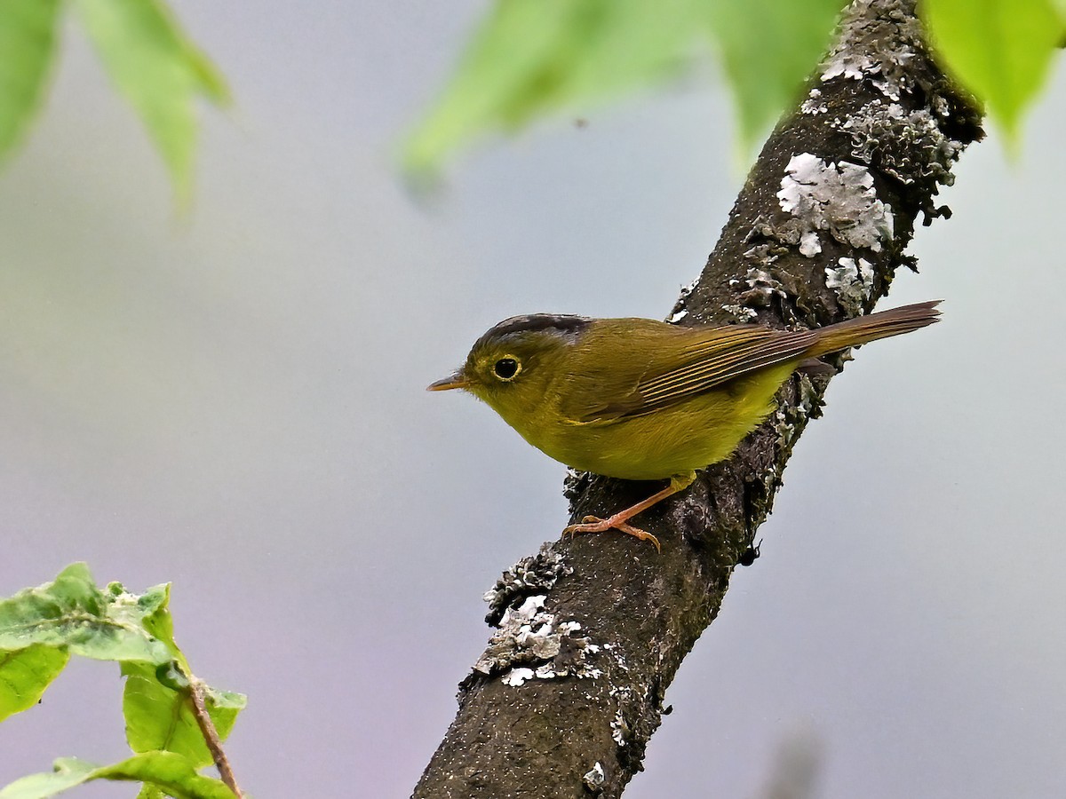 Mosquitero Coronigrís - ML620726144