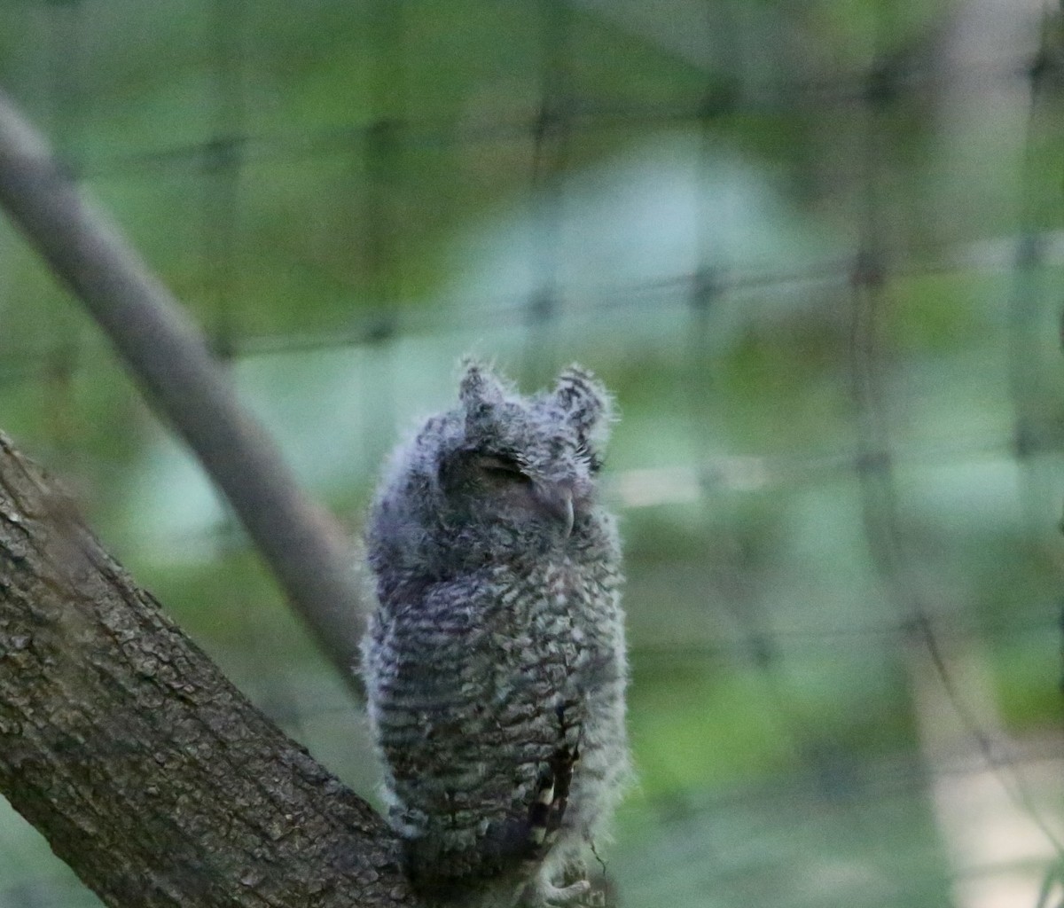 Eastern Screech-Owl (Northern) - ML620726149