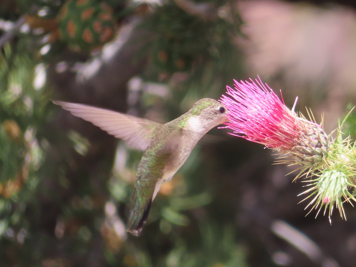 hummingbird sp. - Karen Richardson