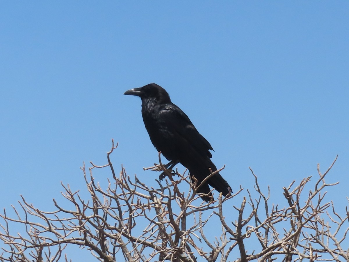 Common Raven - ML620726172