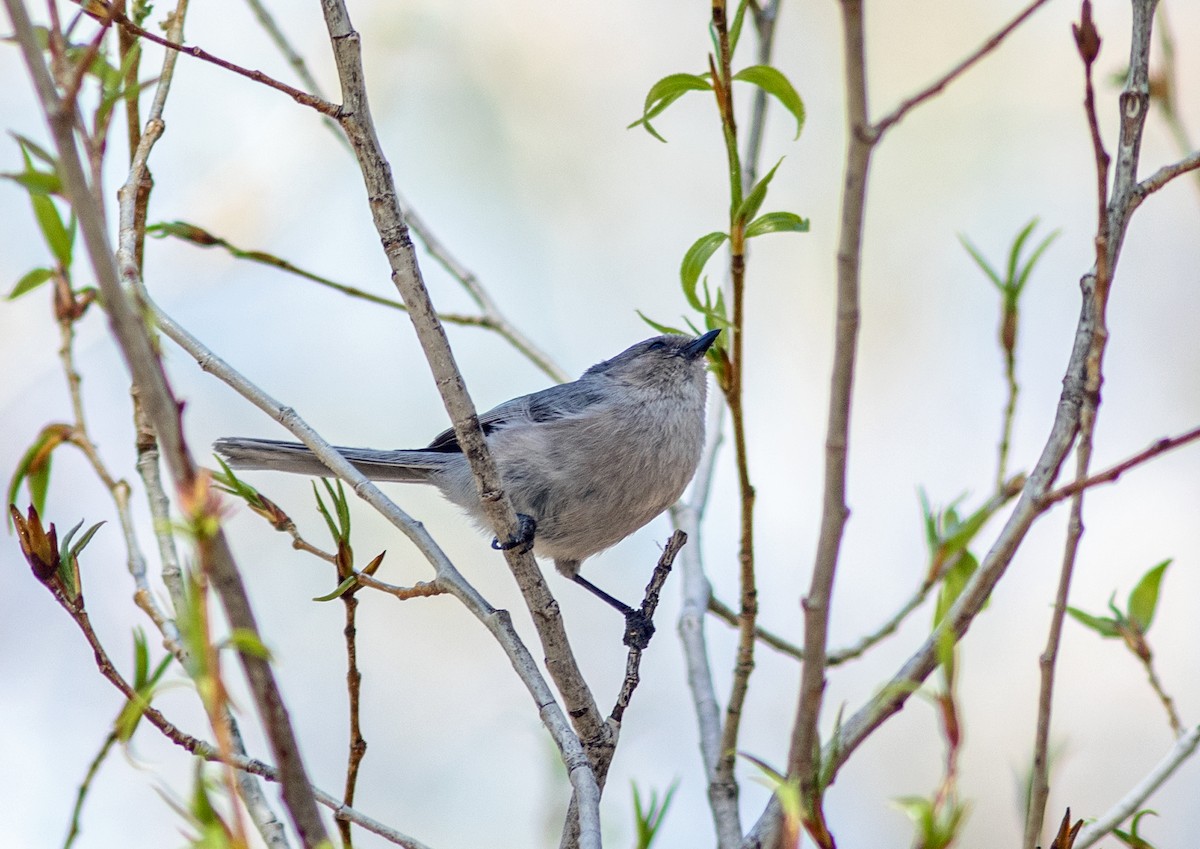 Bushtit - Mark and Holly Salvato