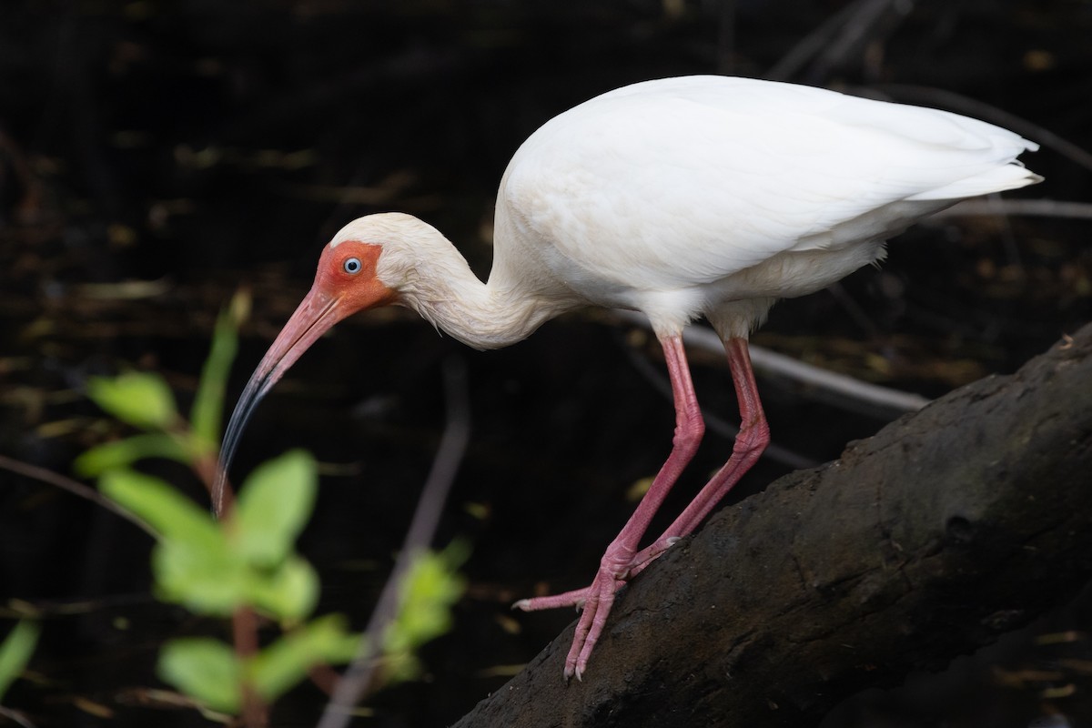 White Ibis - ML620726175