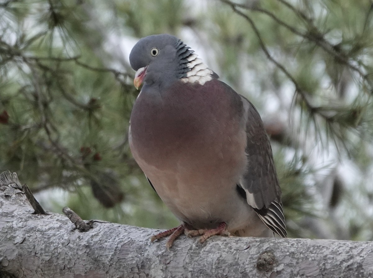 Common Wood-Pigeon - ML620726183