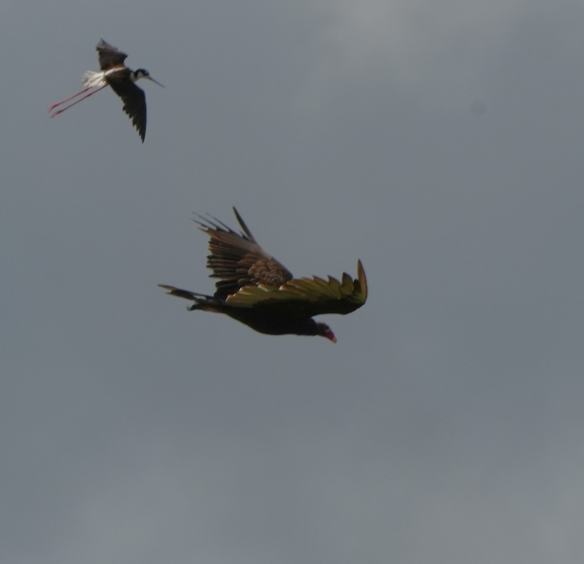 Turkey Vulture - ML620726186