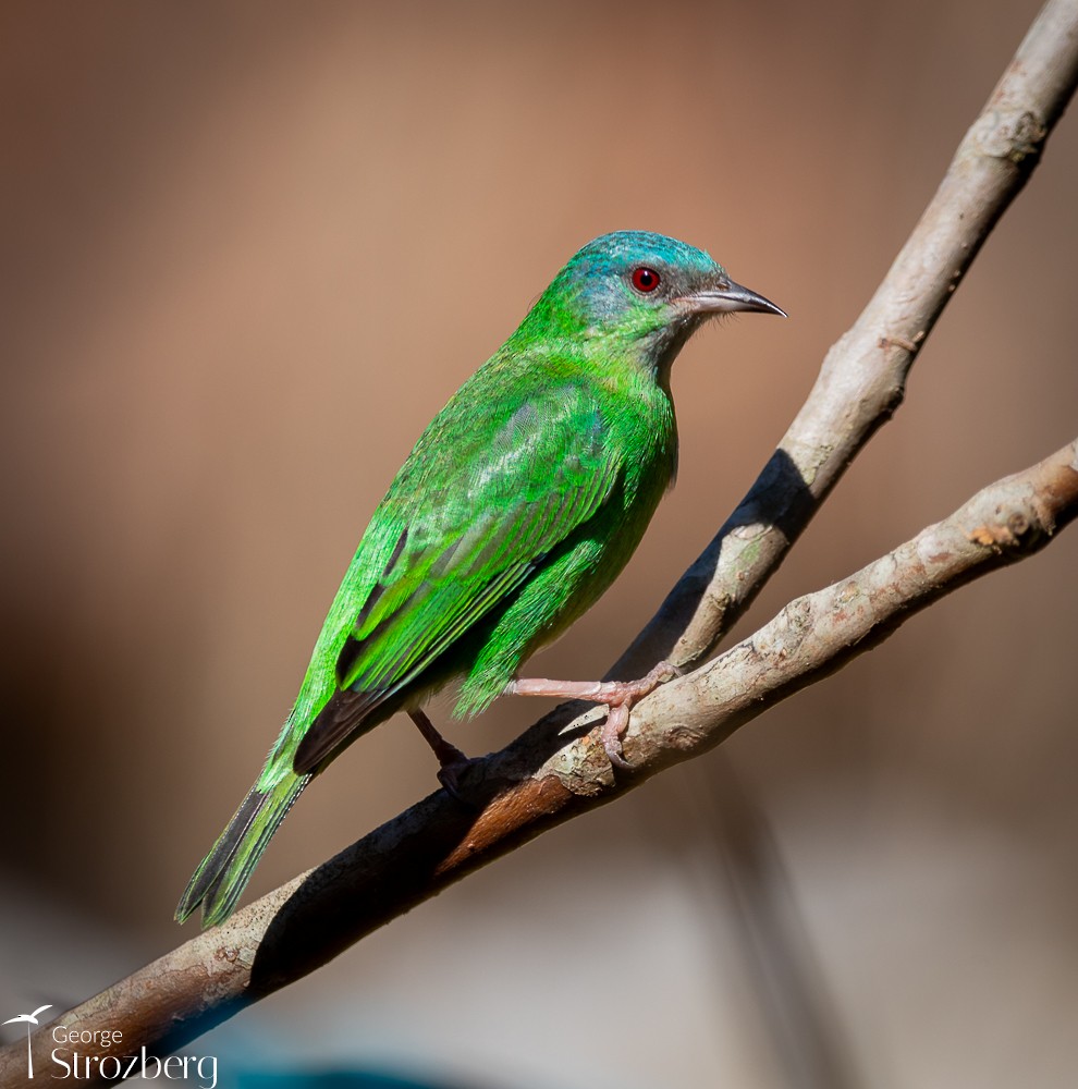 Blue Dacnis - George Strozberg