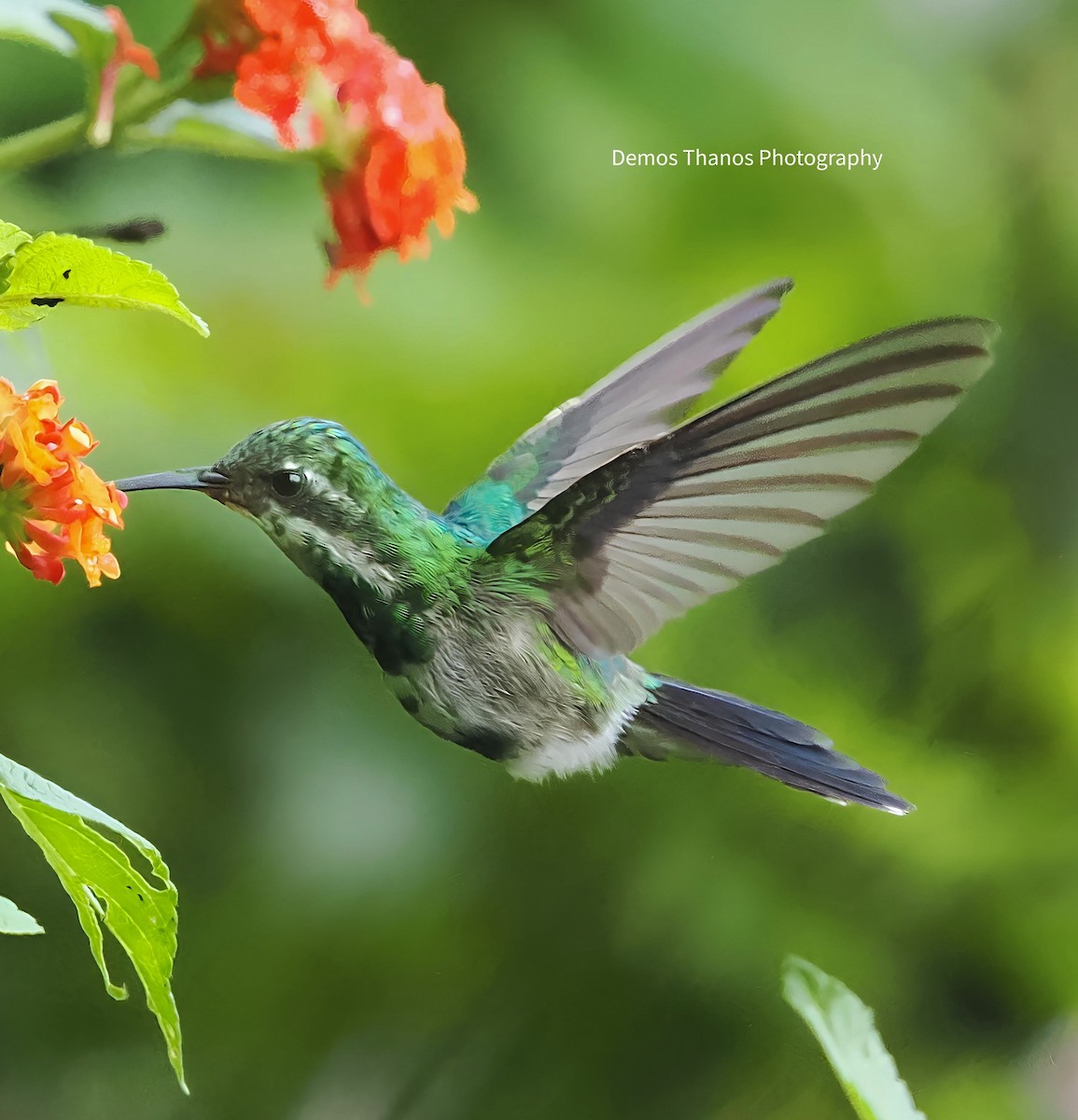 Canivet's Emerald - ML620726189