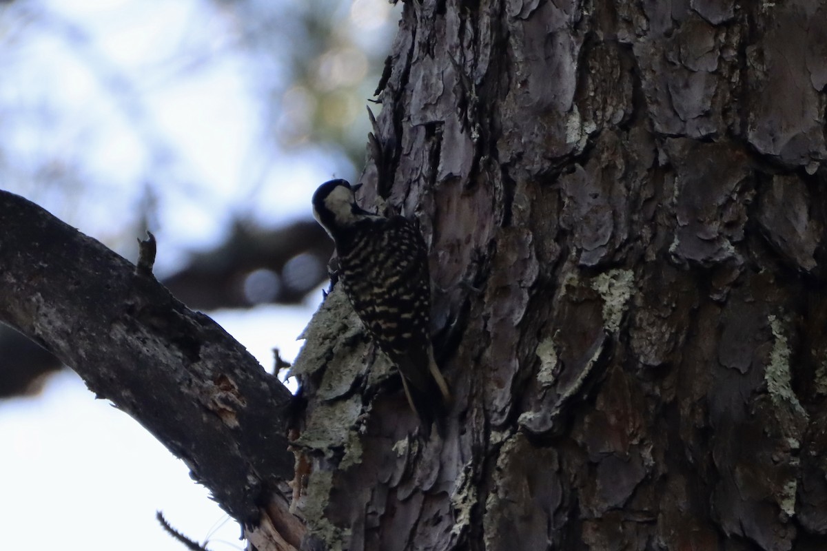 Red-cockaded Woodpecker - Cullen Brown