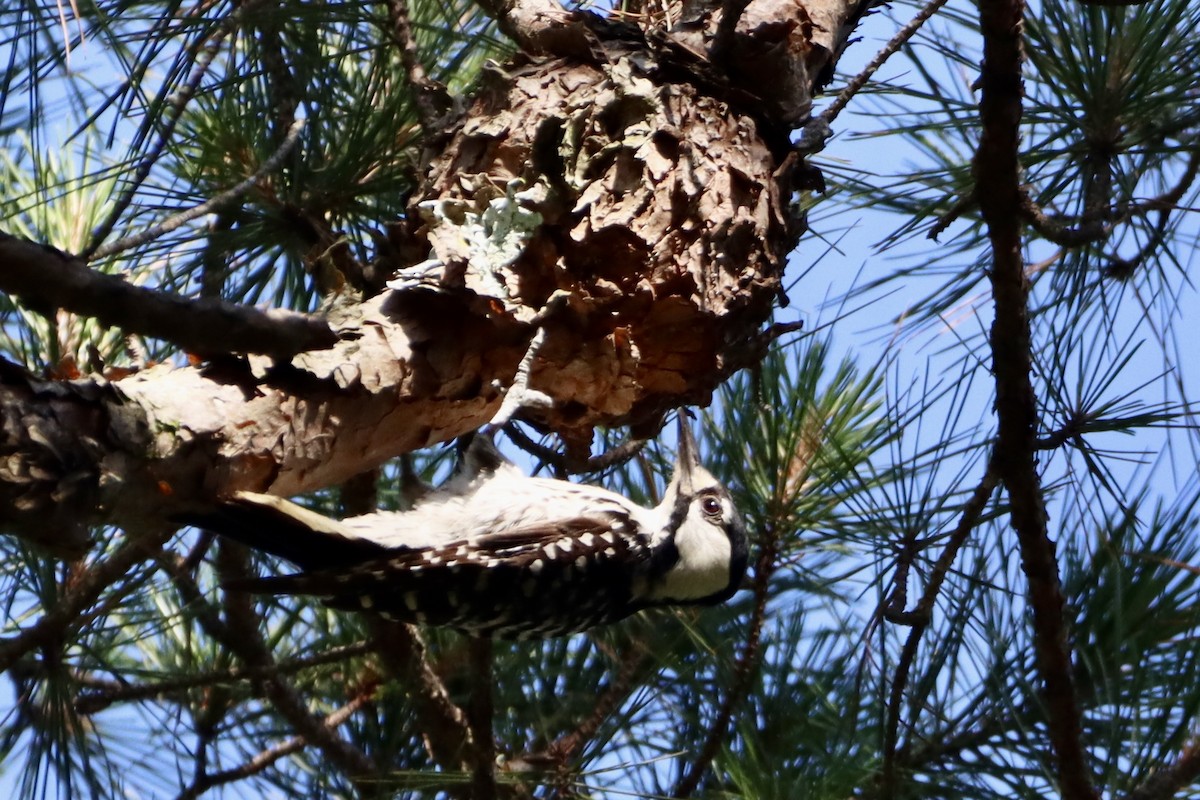 Red-cockaded Woodpecker - ML620726197