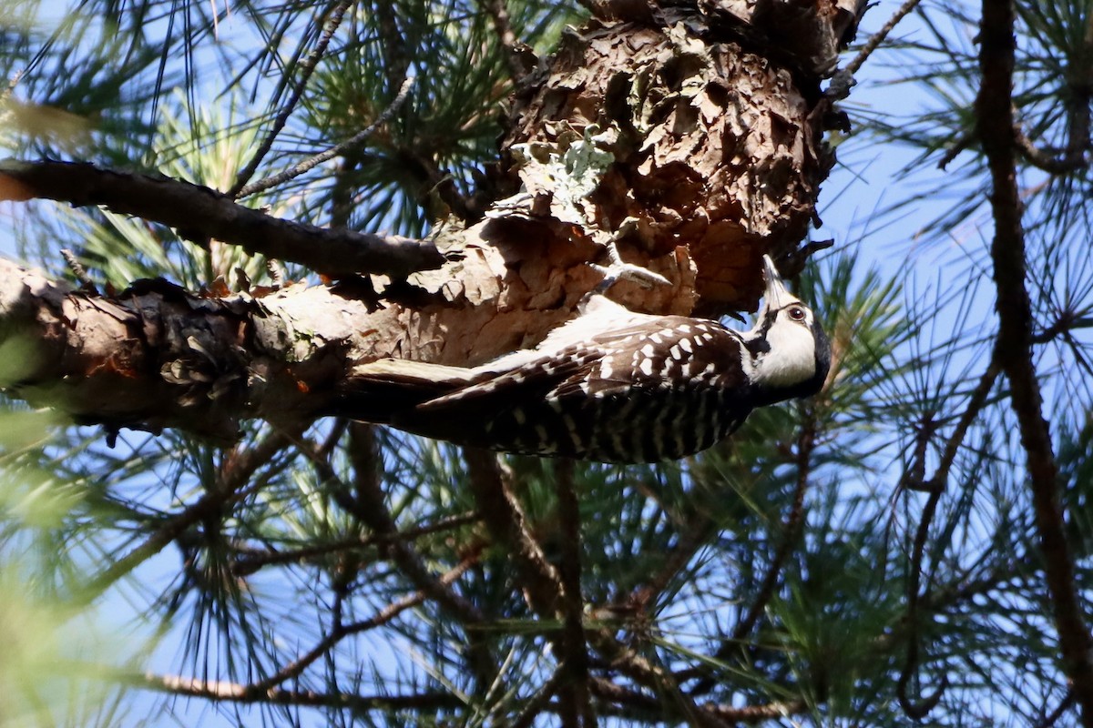 Red-cockaded Woodpecker - ML620726198