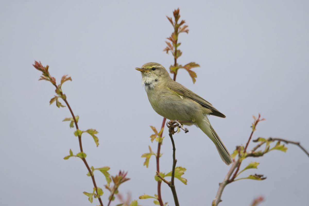 Willow Warbler - ML620726203