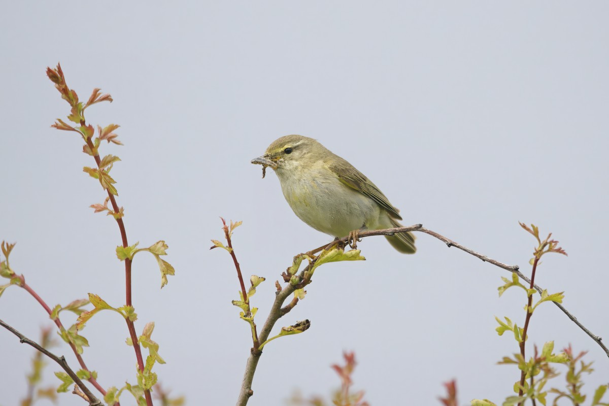 Willow Warbler - Gareth Bowes