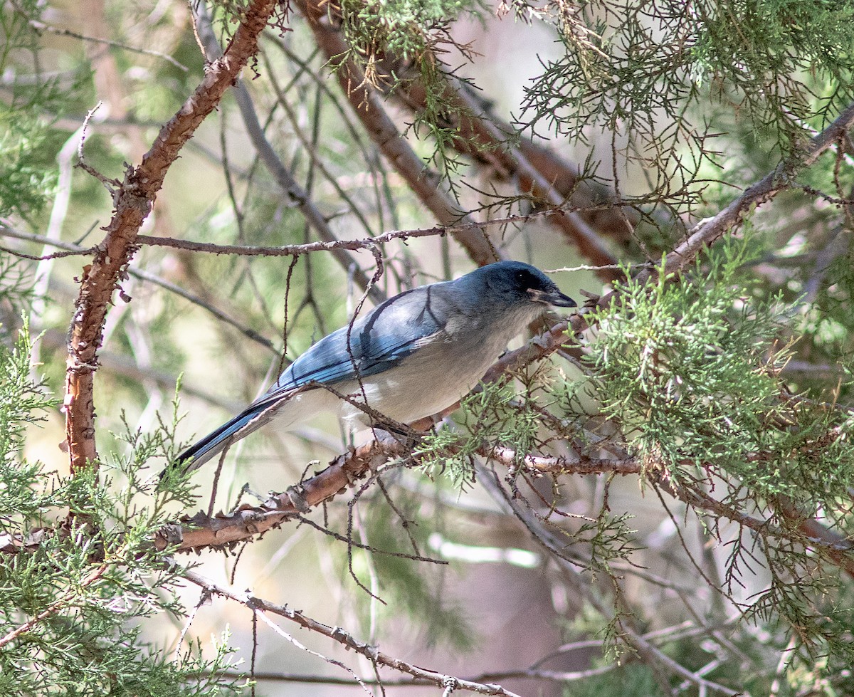 Mexican Jay - ML620726206