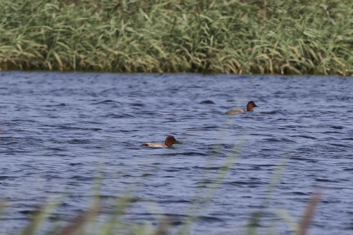 Common Pochard - ML620726208