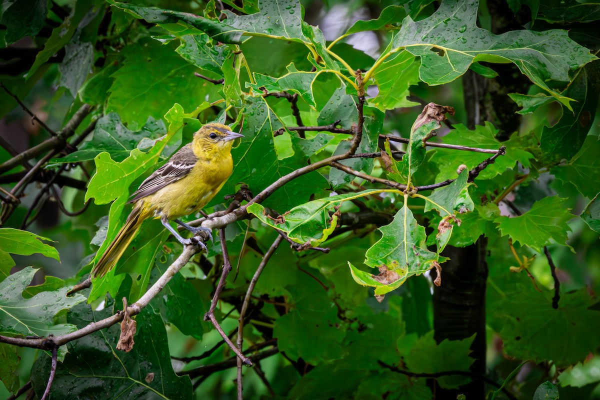 Orchard Oriole - ML620726226