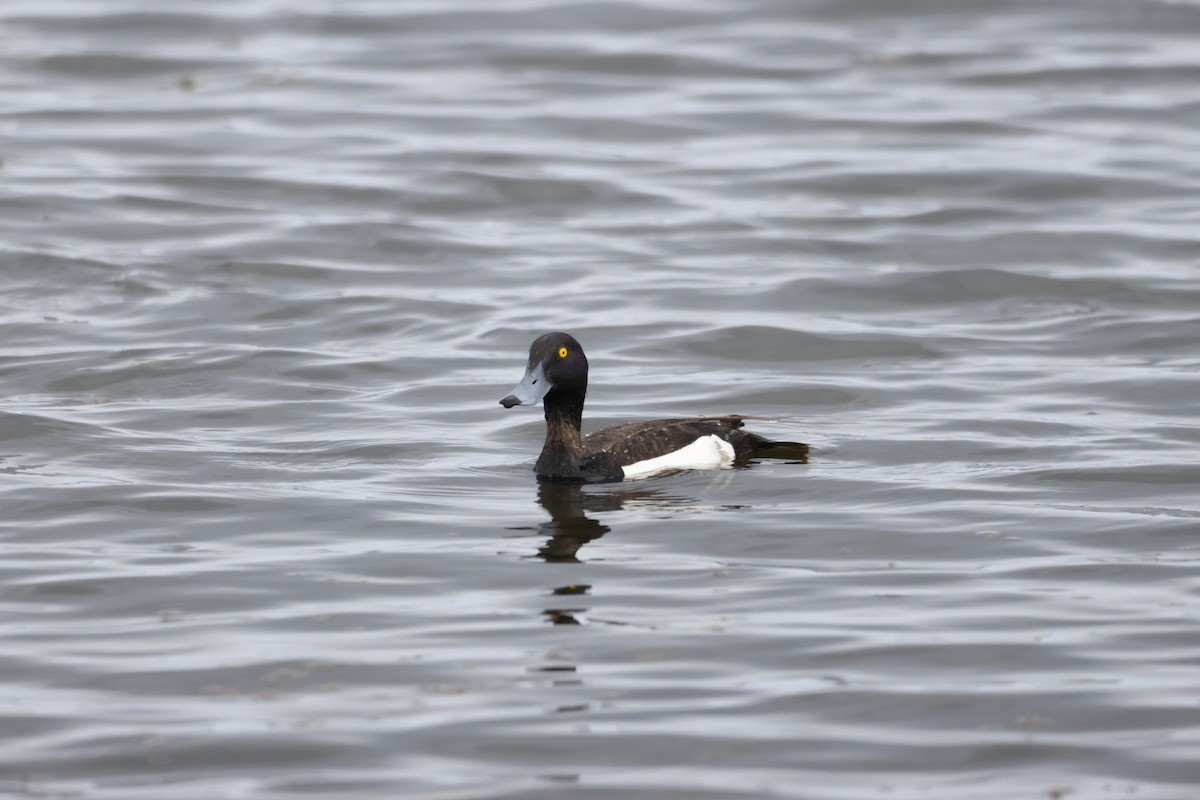 Tufted Duck - ML620726229