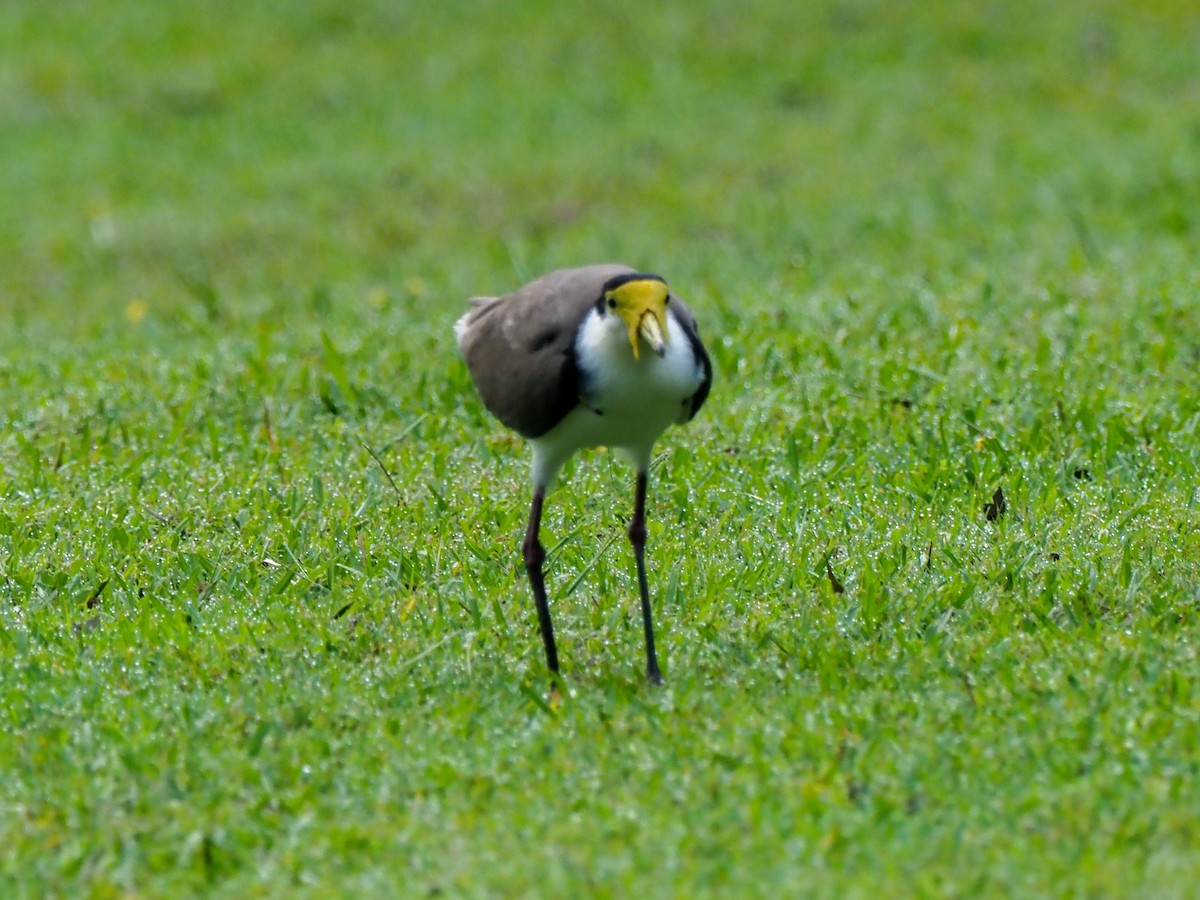 Masked Lapwing - Todd Deininger