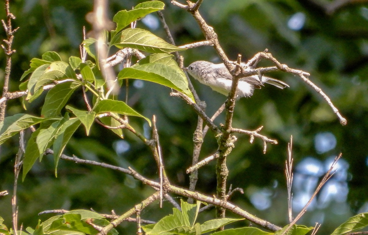 Blue-gray Gnatcatcher - ML620726238