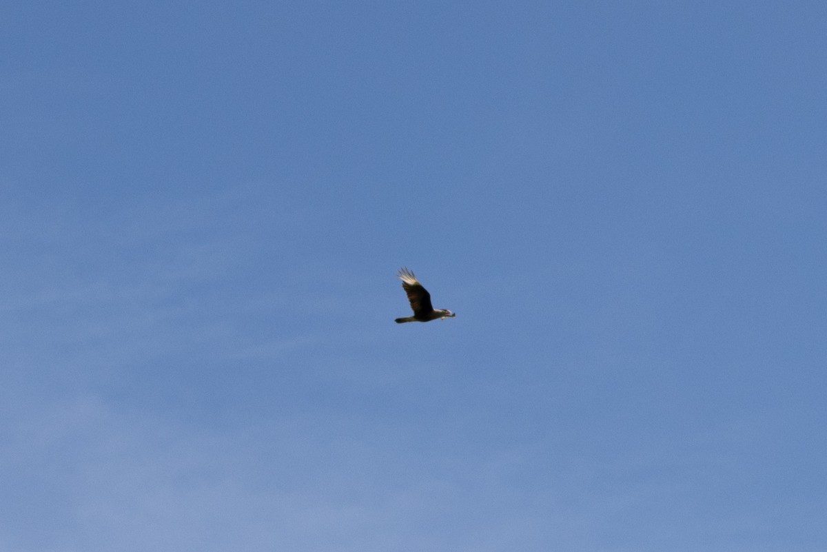 Crested Caracara - ML620726249