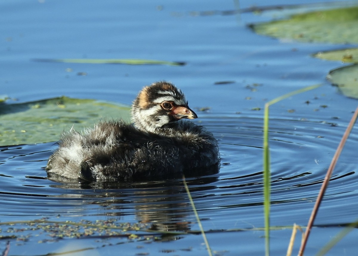 Pied-billed Grebe - ML620726252