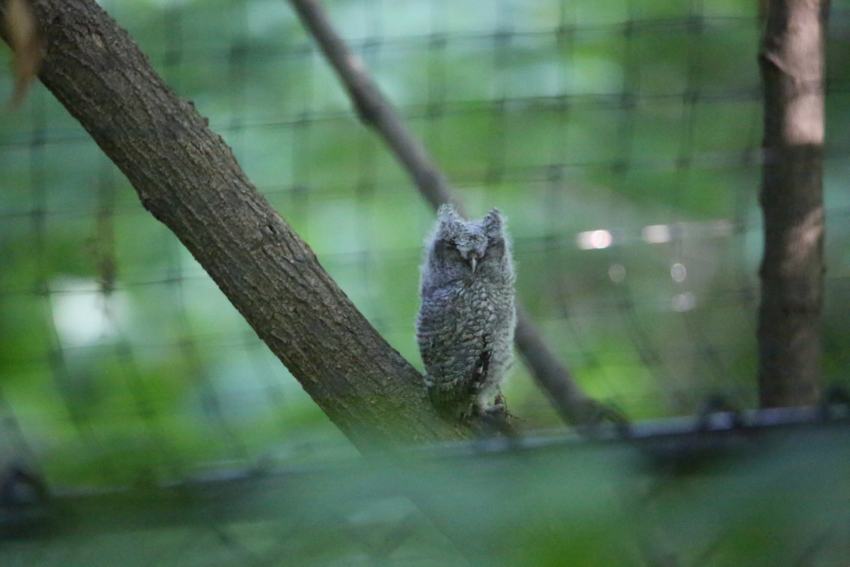 Eastern Screech-Owl (Northern) - ML620726254