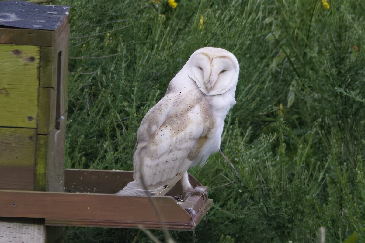 Barn Owl - Gareth Bowes