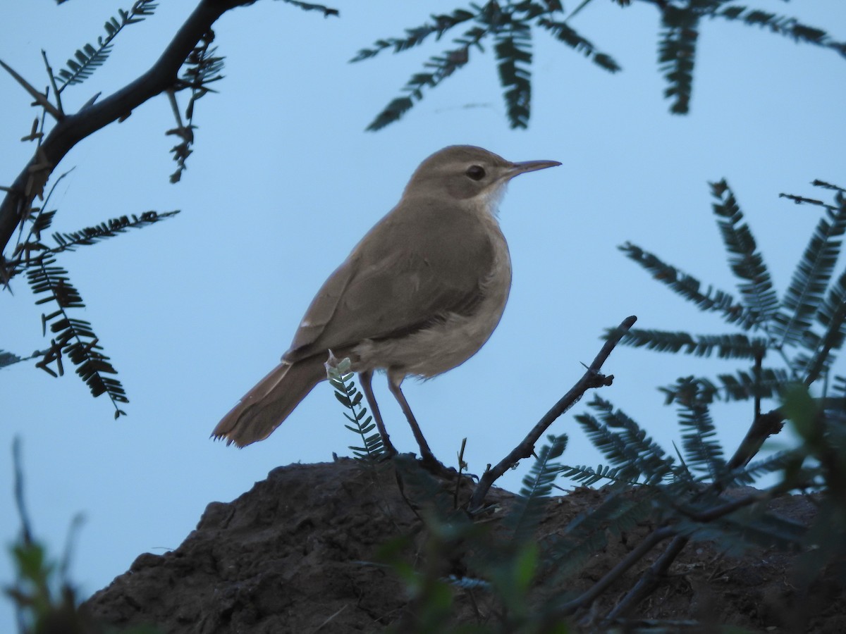 Rufous Hornero - Cesar Augusto Pizarro Rios