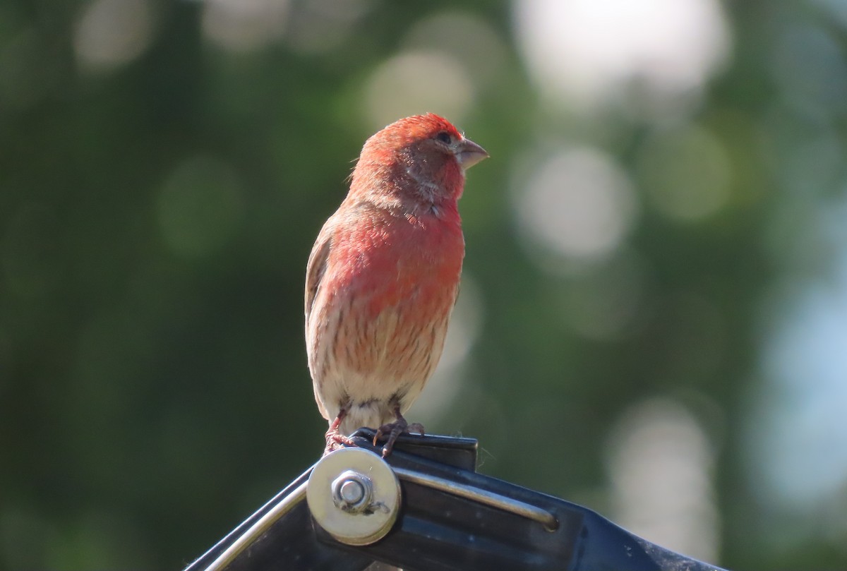 House Finch - ML620726285