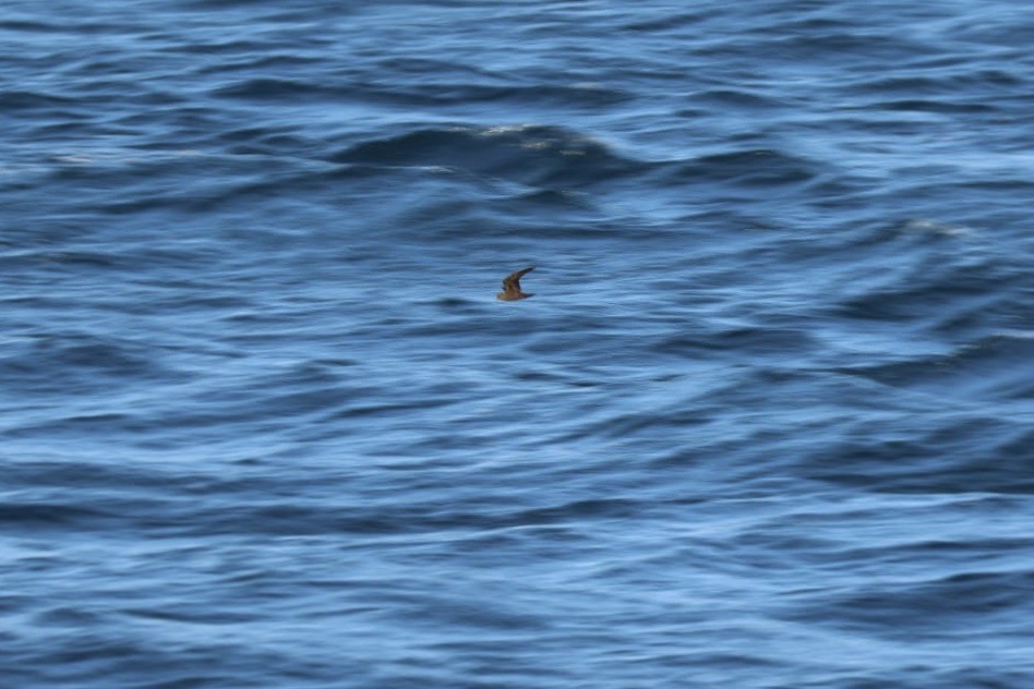 Least Storm-Petrel - ML620726287