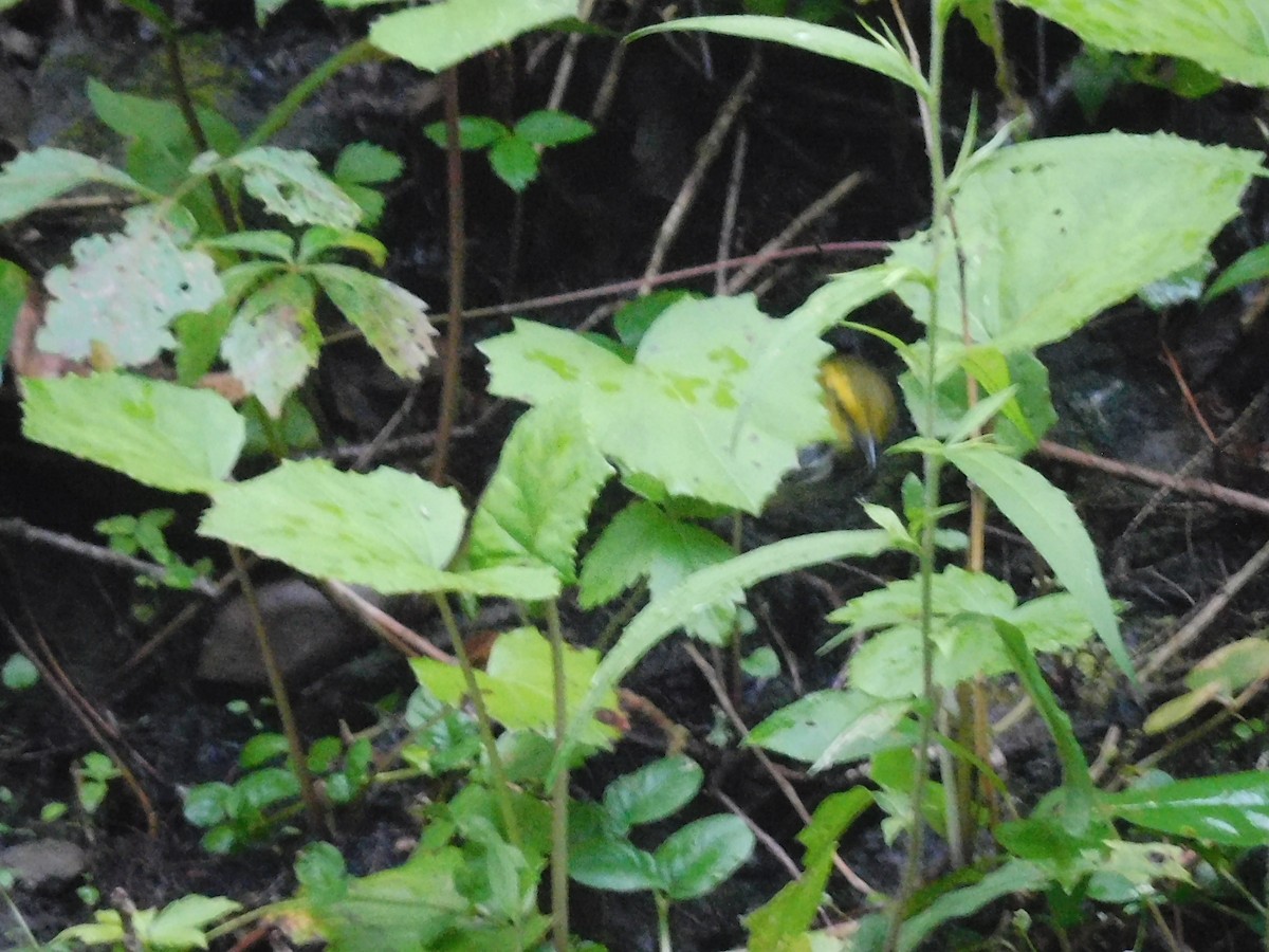 Black-throated Green Warbler - ML620726299