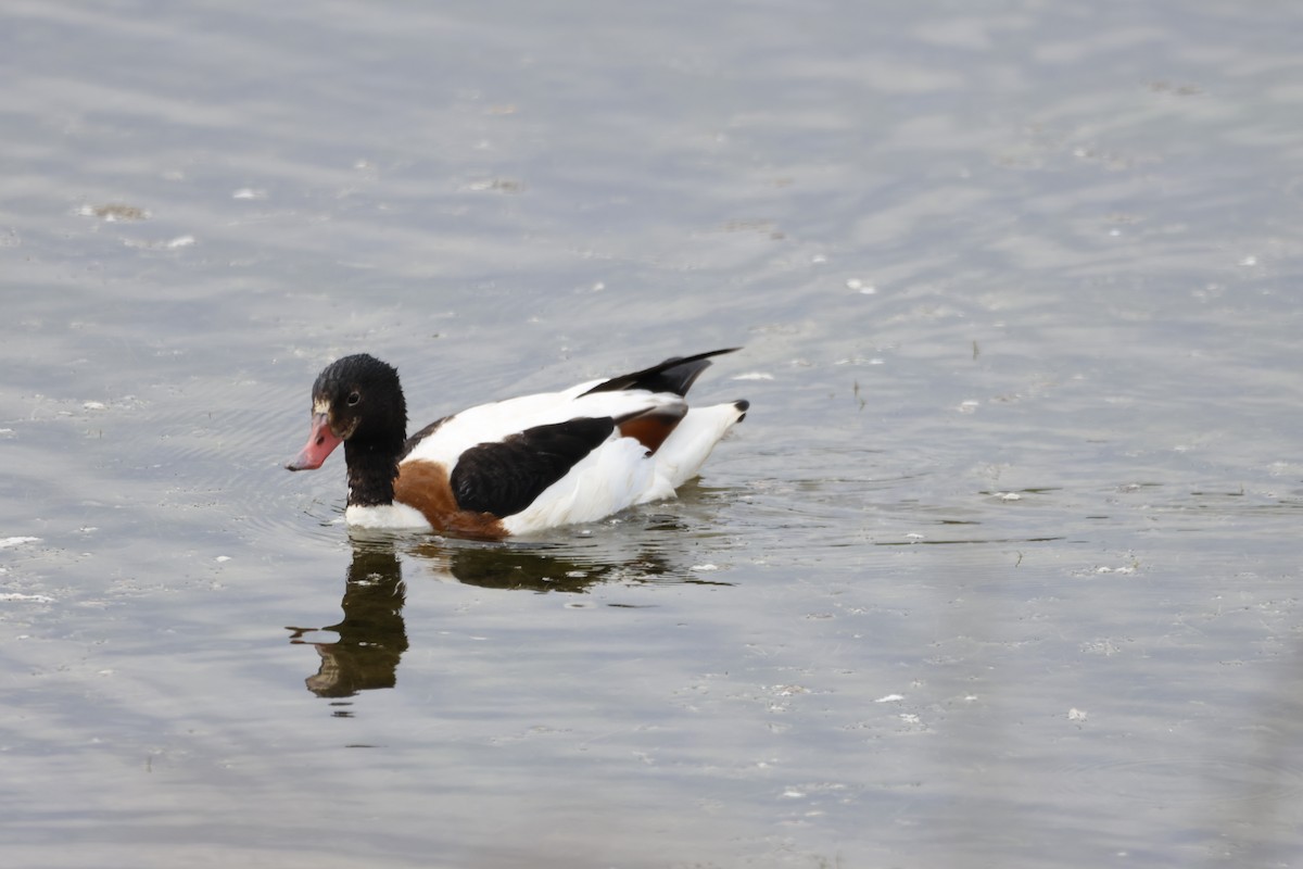 Common Shelduck - ML620726300